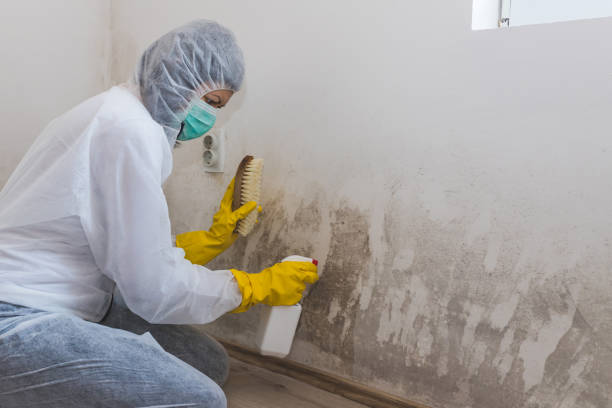 Best Residential Mold Remediation in Chepachet, RI