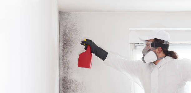 Best Kitchen Mold Remediation in Chepachet, RI