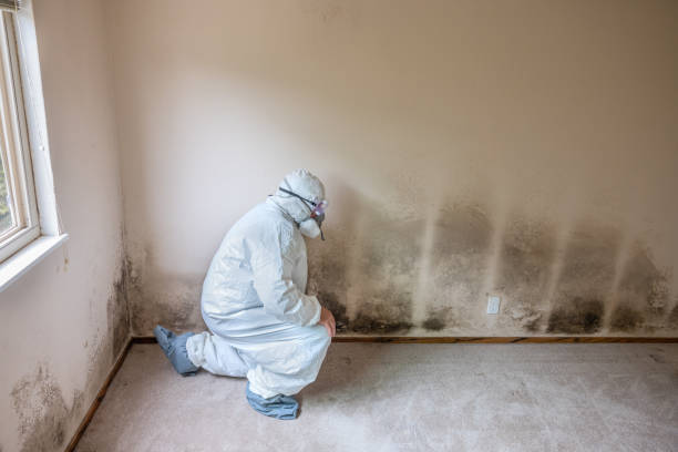 Best Preventive Mold Services in Chepachet, RI