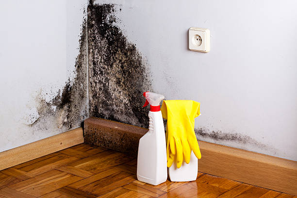Chepachet, RI Mold Remediation Company