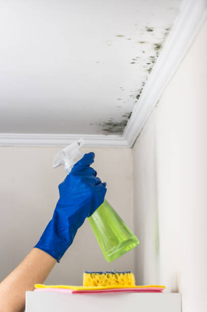 Best Basement Mold Remediation in Chepachet, RI